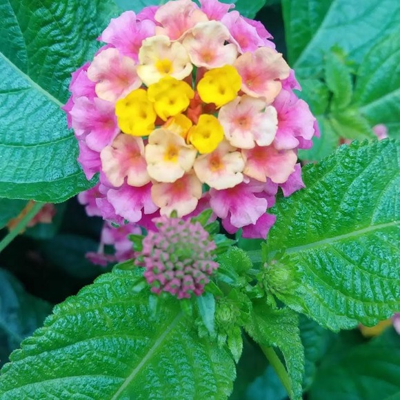 Meet your Posher, Lola - Picture 1 of 1